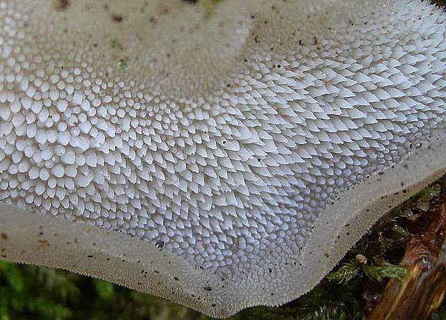 I  Funghi della collina pianeggiante
